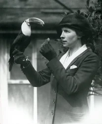 Ein Weißkehltukan wird von einer Dame gefüttert, während er auf ihrer behandschuhten Hand sitzt, London Zoo, 1923